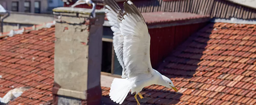 Residential Chimney Animal Removal Solution in American Canyon, CA